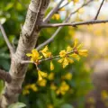 bouture Forsythia