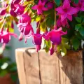 planter Fuchsia