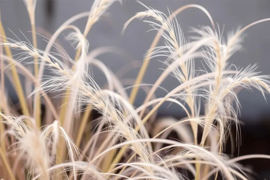 taille Stipa tenuifolia (cheveux d’ange)